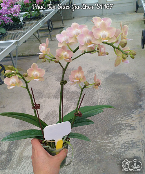 美琪園藝Miki Orchid - 品種詳細頁